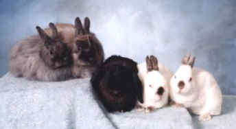 bunnies all smaller.jpg (16469 bytes)