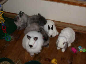 bunnies_together_upstairs_071301.jpg (42808 bytes)