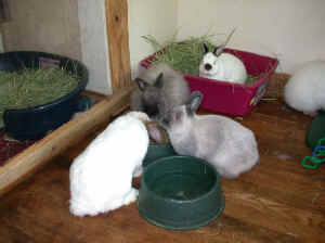 bunnies_upstairs2_071201.jpg (50058 bytes)