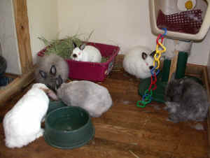 bunnies_upstairs_071201.jpg (54375 bytes)