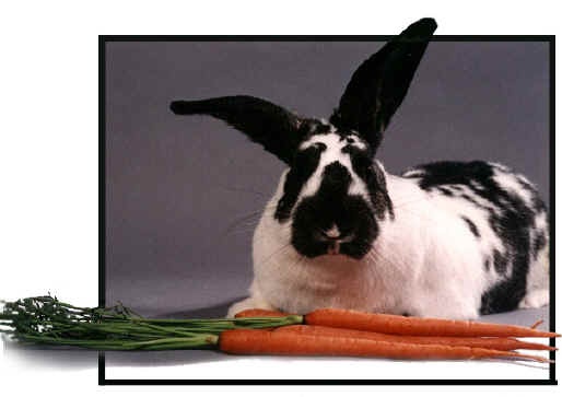 black and white rabbits for sale. a special lack #39;n white