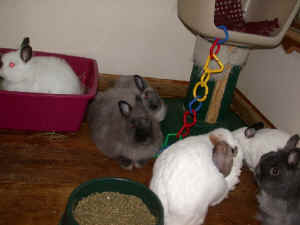 upstairs_bunnies1_071501.jpg (35506 bytes)